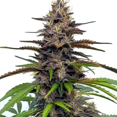 Star Killer cannabis seeds by Blimburn Seeds
