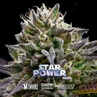 Star Power cannabis seeds by BSF Seeds
