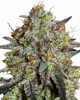 Stardawg cannabis seeds