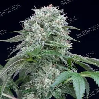 Starfire OG cannabis seeds by Silent Seeds