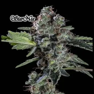 StarNia cannabis seeds by GeneSeeds