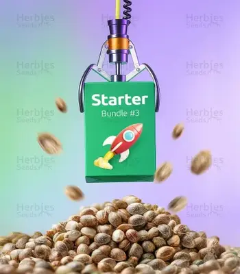 Starter Bundle #3 cannabis seeds