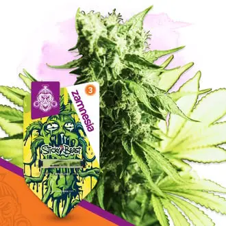 Sticky Beast cannabis seeds by Zamnesia Seeds