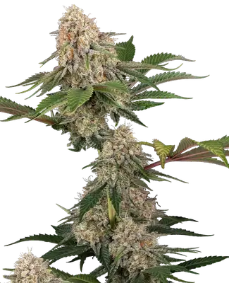 Sticky Berry Mints XXL cannabis seeds