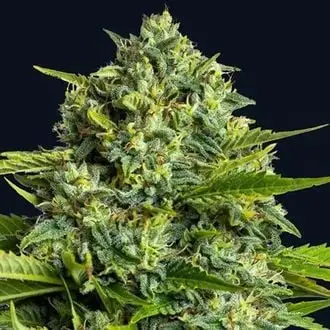 Sticky Boof cannabis seeds