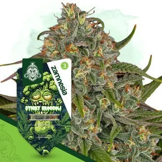 Sticky Broccoli cannabis seeds by Zamnesia Seeds