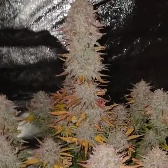 Sticky Gorilla 4 cannabis seeds by Pure Instinto