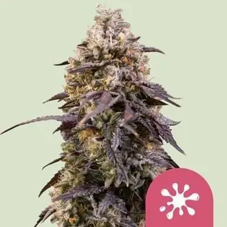 Sticky Queen cannabis seeds