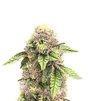 Sticky Sherbert GG cannabis seeds