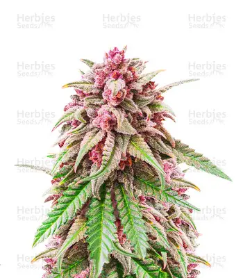 Still Bubba cannabis seeds