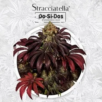 Stracciatella cannabis seeds by T.H. Seeds