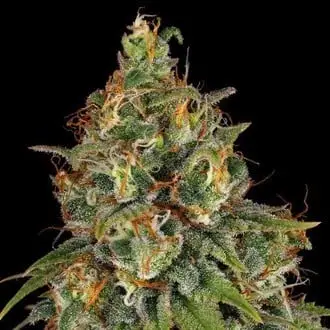 Strawberry AKeil cannabis seeds by Serious Seeds