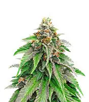 Strawberry Amnesia cannabis seeds