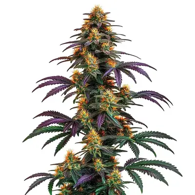 Strawberry Banana Cheese cannabis seeds