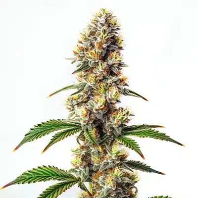 Strawberry Banana Kush cannabis seeds