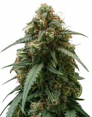 Strawberry Banana cannabis seeds