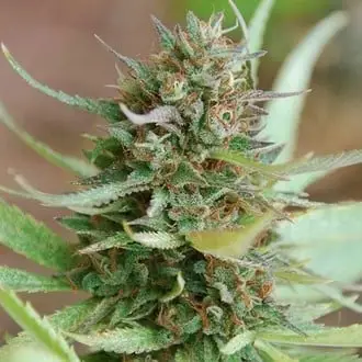 Strawberry Blue cannabis seeds