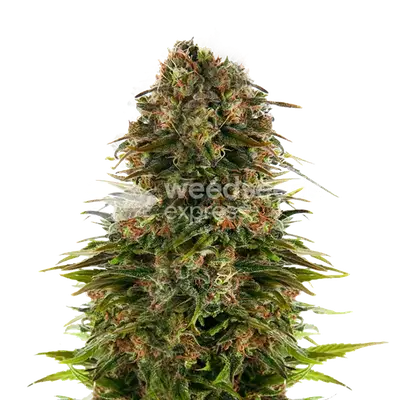 Strawberry CBD cannabis seeds