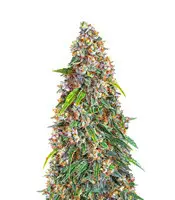 Strawberry Cheesecake cannabis seeds