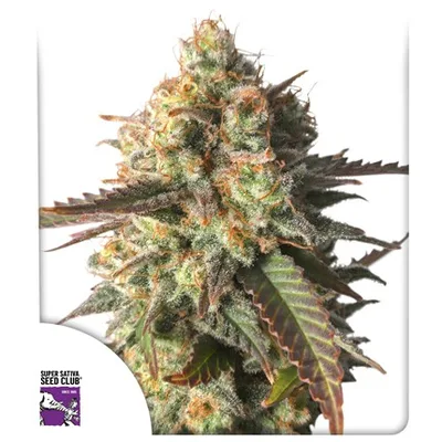 Strawberry Chemdawg Og cannabis seeds