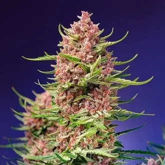 Strawberry Cola Sherbet F1 Fast Version cannabis seeds