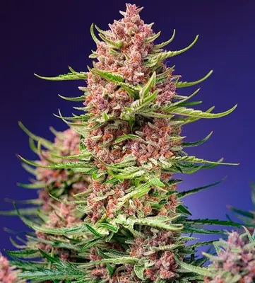 Strawberry Cola Sherbet F1 Fast cannabis seeds