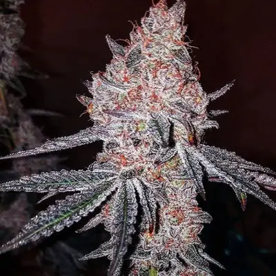Strawberry Cookies OG R1 cannabis seeds