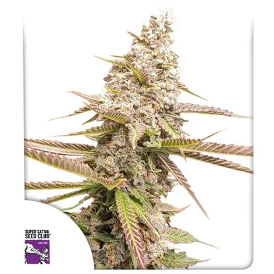 Strawberry Cookies cannabis seeds