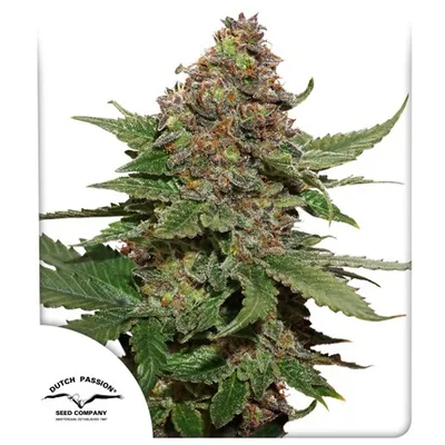 Strawberry Cough cannabis seeds