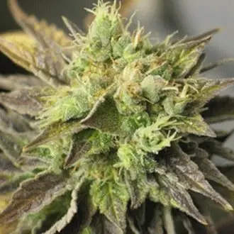 Strawberry D-Lite cannabis seeds by Sagarmatha Seeds