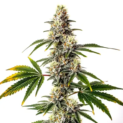 Strawberry Diesel cannabis seeds