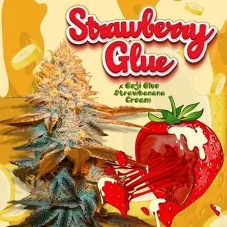 Strawberry Glue cannabis seeds by T.H. Seeds