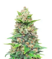 Strawberry Gorilla cannabis seeds