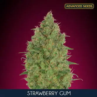 Strawberry Gum cannabis seeds