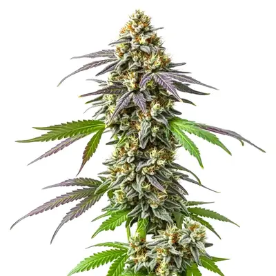 Strawberry Haze cannabis seeds by Blimburn Seeds