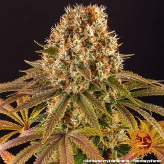 Strawberry Lemonade cannabis seeds