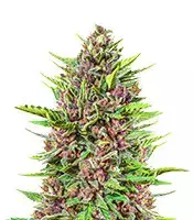 Strawberry Pie cannabis seeds