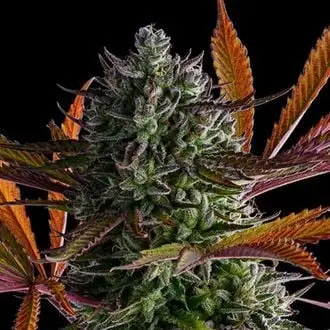 Strawberry Pop Rocks cannabis seeds