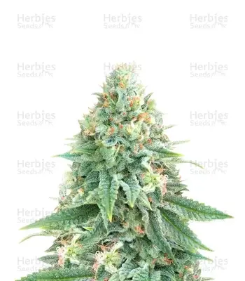 Strawberry Sangria Banana cannabis seeds