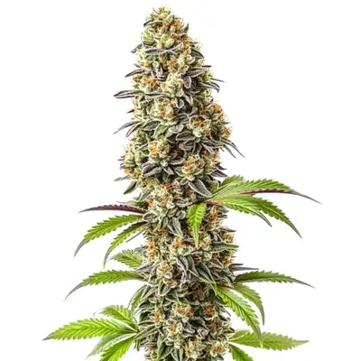 Strawberry cannabis seeds by Blimburn Seeds