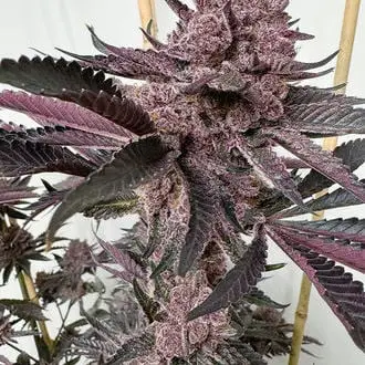 Strawmata cannabis seeds by Solfire Gardens