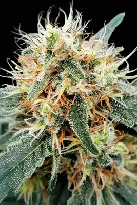 Stromboli cannabis seeds