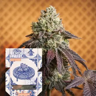 Stroopwafel Fast Version cannabis seeds