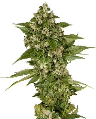 Studio Candy cannabis seeds