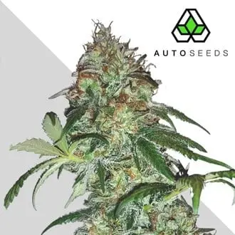Sucker Punch cannabis seeds
