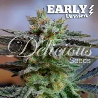 Sugar Black Rose - Early Version cannabis seeds