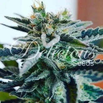Sugar Black Rose cannabis seeds by Delicious Seeds