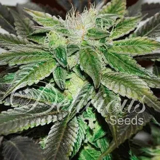 Sugar Candy cannabis seeds by Delicious Seeds