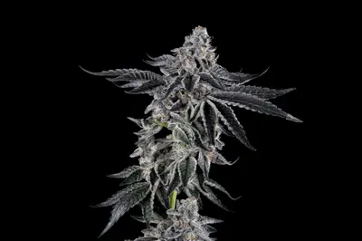Sugar Fly cannabis seeds