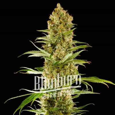 Sugar Fruit cannabis seeds by Blimburn Seeds